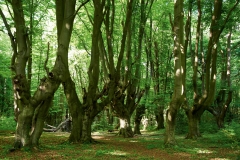 Kopfbuchen Gespensterbuchen im Kottenforst_Waldgebiet bei Bonn