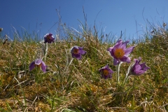 Küchenschelle mit Wachholder gegen Himmel