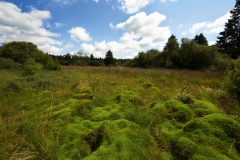 Bulten im Brackvenn bei Mützenich, Moosbewachsene_Torfhügel