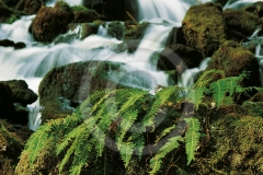 weiß herabschießende Kaskade über bemoostem Stein